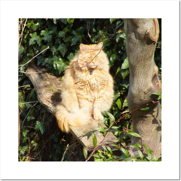 Ginger cat in sunshine Wall Art by MrTiggersShop